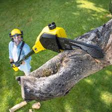 How Our Tree Care Process Works  in Drumright, OK